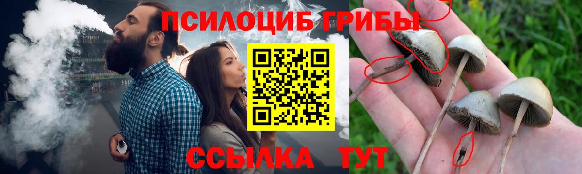 Псилоцибиновые грибы Psilocybe Щёлково